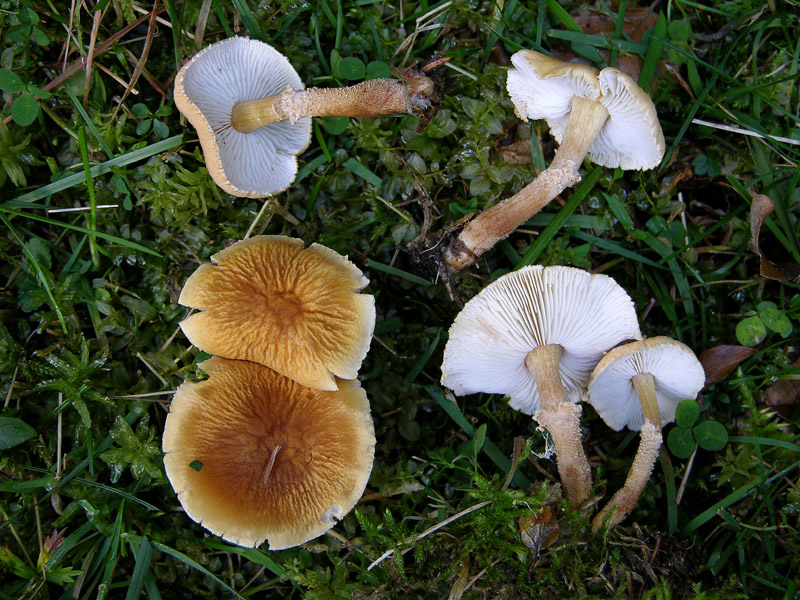 Cystoderma amianthinum fo. rugosoreticulatum